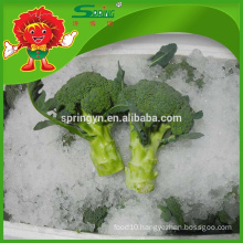 IQF decorative cleaning fresh broccoli